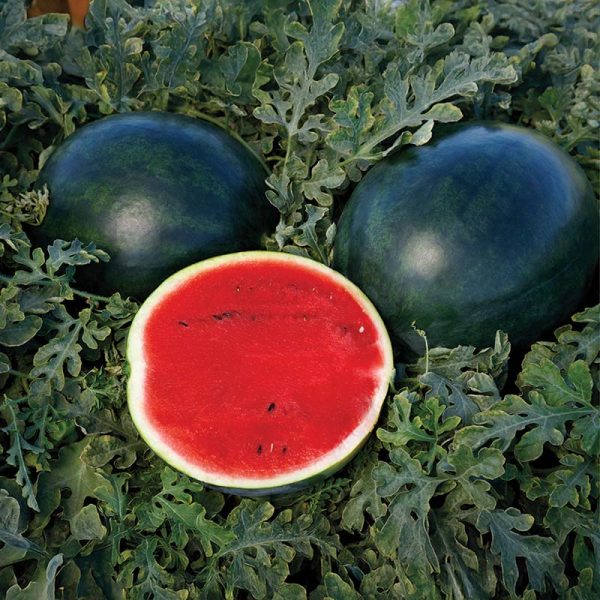 Watermelon Sweetie Pie F1 Seed Supply