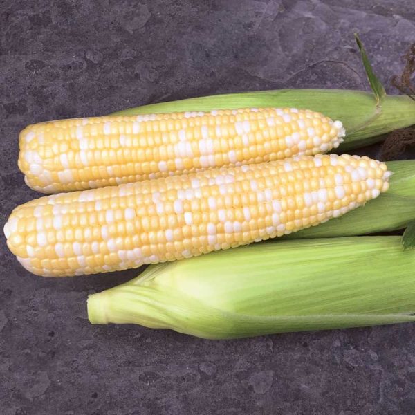Sweet Corn Biotech Remedy F1 Seeds For Cheap