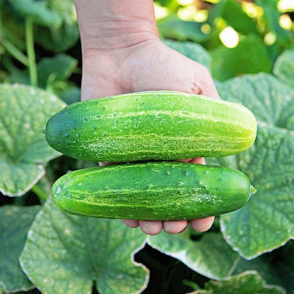 Cucumber Regal F1 Seed Online Hot Sale - Image 4