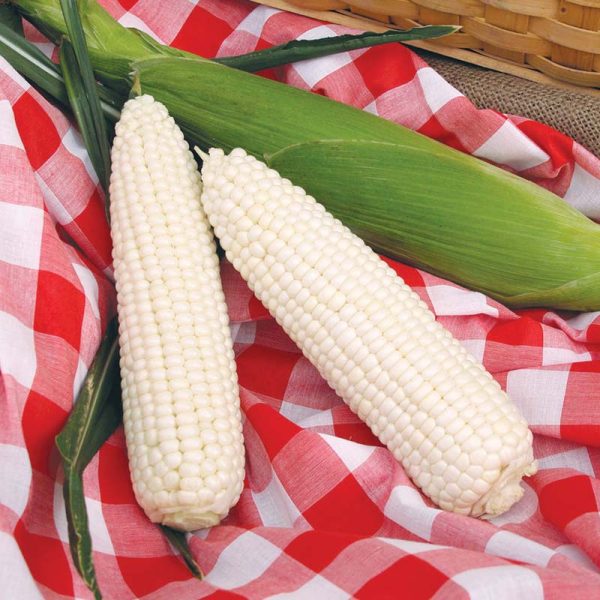 Sweet Corn Silver Queen F1 Seed For Cheap