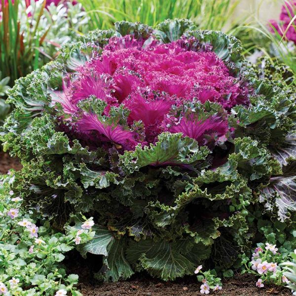 Kale Rainbow Candy Crush F1 Seed Hot on Sale
