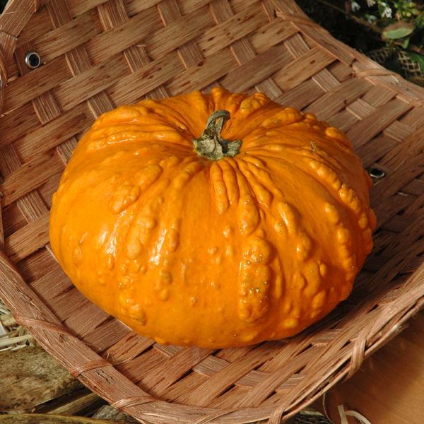 Pumpkin Sanchez Seed Online Hot Sale - Image 4