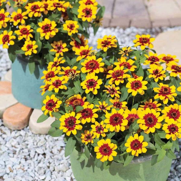 Zinnia Profusion Red Yellow Bicolor Seed Online