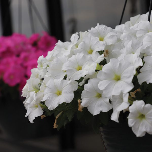Petunia E3 Easy Wave White F1 Seed Hot on Sale - Image 5
