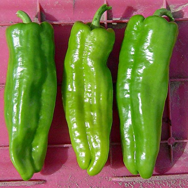 Pepper Key Largo F1 Seed Fashion - Image 2