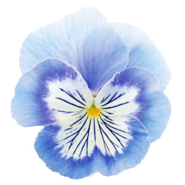 Viola Cats Plus Mix F1 Seed Discount - Image 3