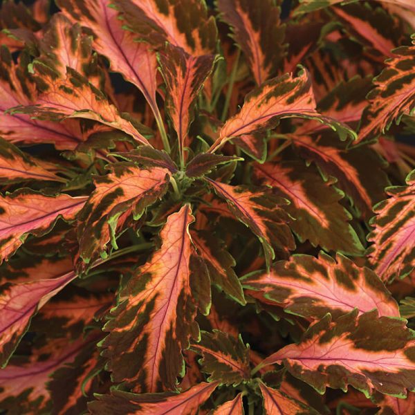 Coleus Premium Sun Coral Candy Seed Fashion