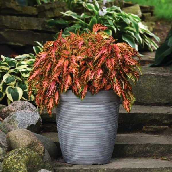 Coleus Premium Sun Coral Candy Seed Fashion - Image 2