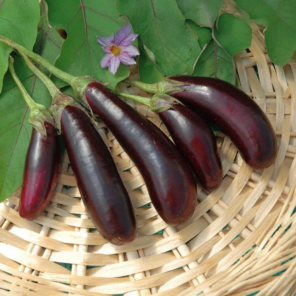 Eggplant Little Fingers Organic Seed Supply - Image 2