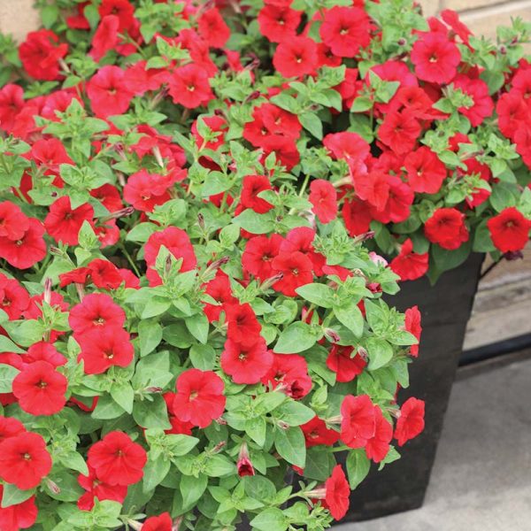 Petunia E3 Easy Wave Red F1 Seed For Sale - Image 3