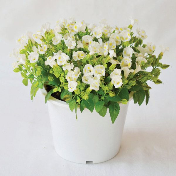 Torenia Vertigo White F1 Seed Sale - Image 4