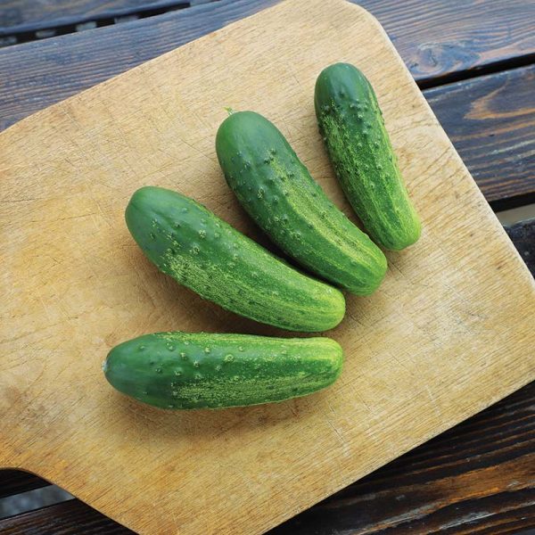 Cucumber Regal F1 Seed Online Hot Sale