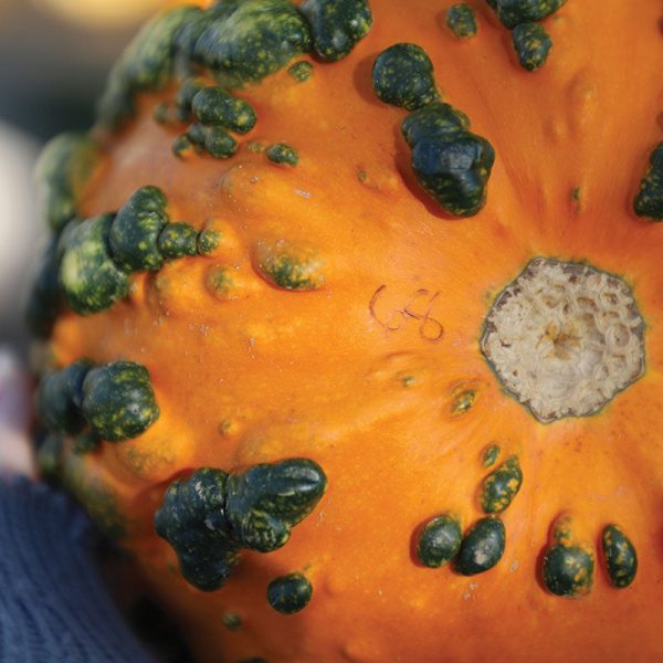 Pumpkin Miniwarts F1 Seed Fashion - Image 4